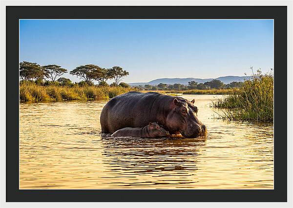 Mother Hippo And Calf In Serenity