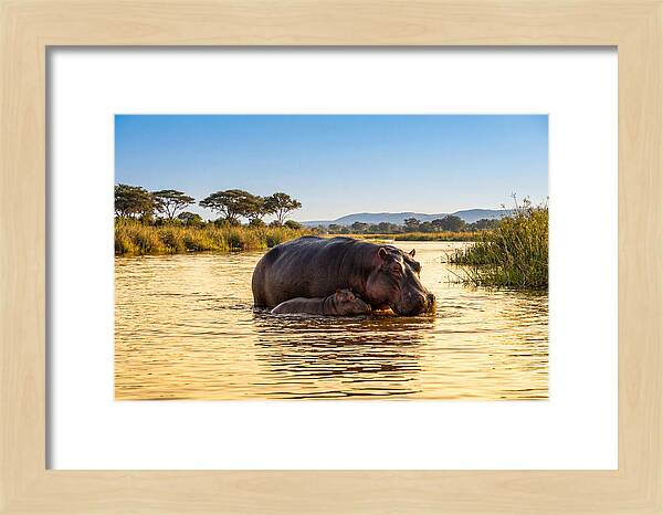Mother Hippo And Calf In Serenity