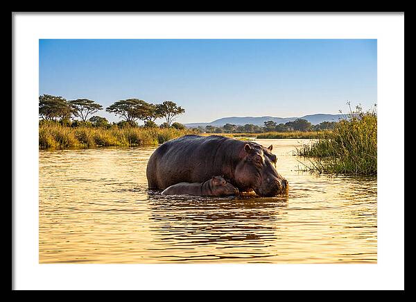Mother Hippo And Calf In Serenity