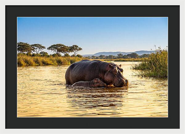 Mother Hippo And Calf In Serenity