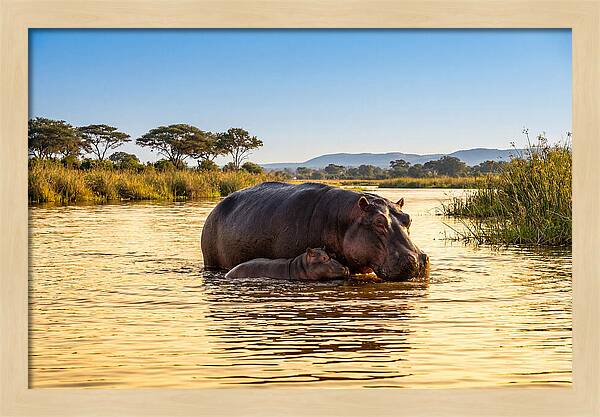 Mother Hippo And Calf In Serenity