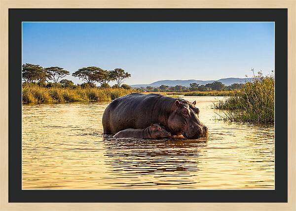 Mother Hippo And Calf In Serenity