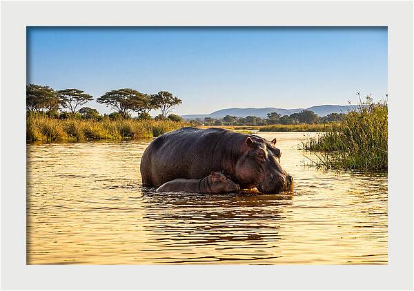 Mother Hippo And Calf In Serenity