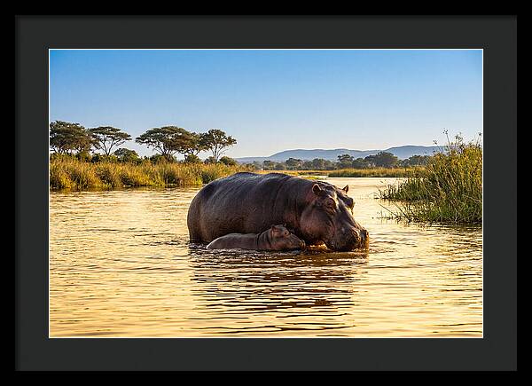 Mother Hippo And Calf In Serenity