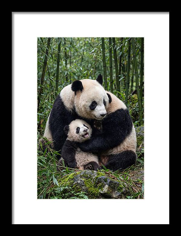 Mother Panda Embracing Cub
