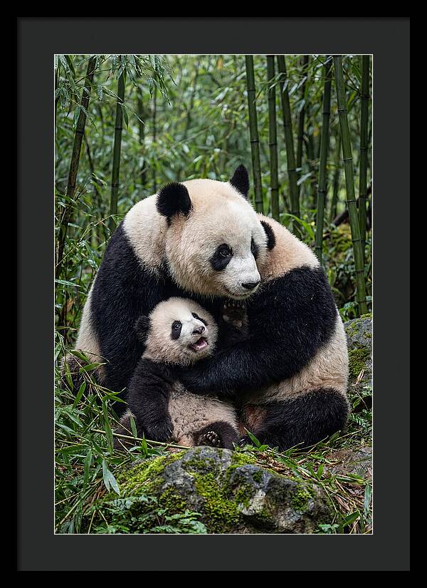Mother Panda Embracing Cub