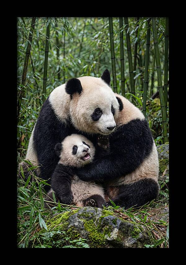 Mother Panda Embracing Cub