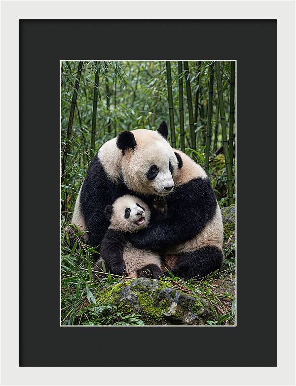 Mother Panda Embracing Cub