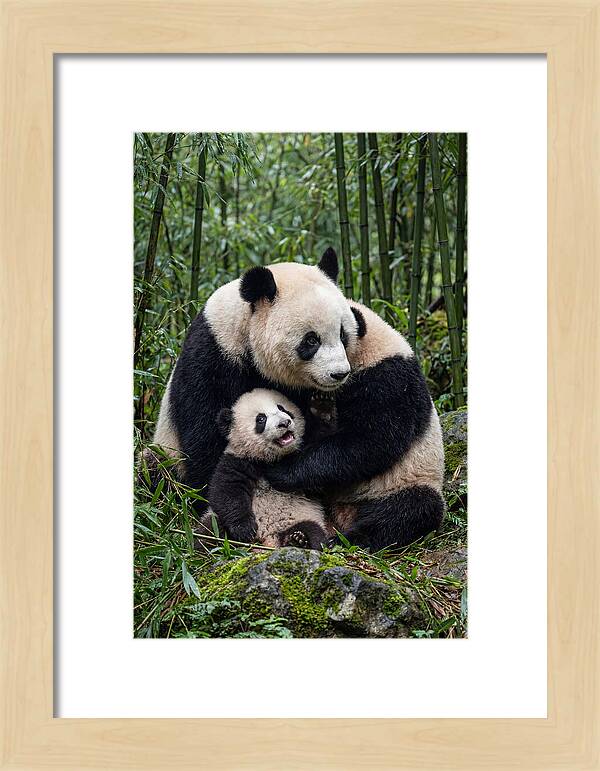 Mother Panda Embracing Cub