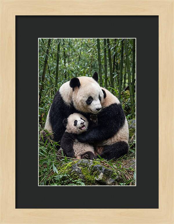 Mother Panda Embracing Cub