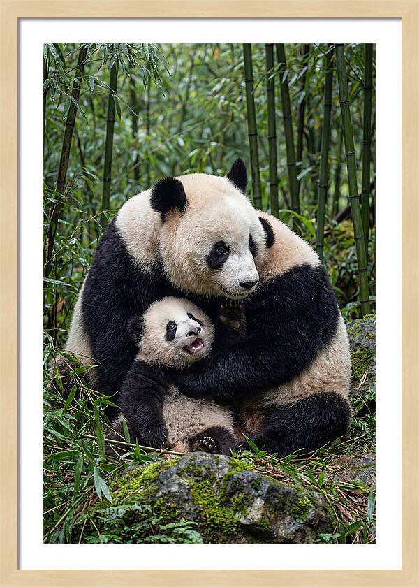 Mother Panda Embracing Cub