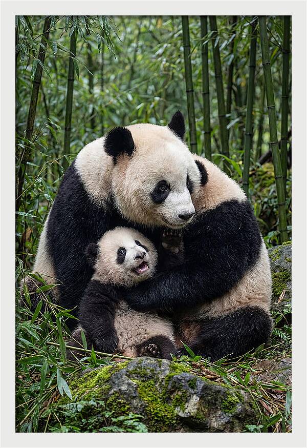 Mother Panda Embracing Cub