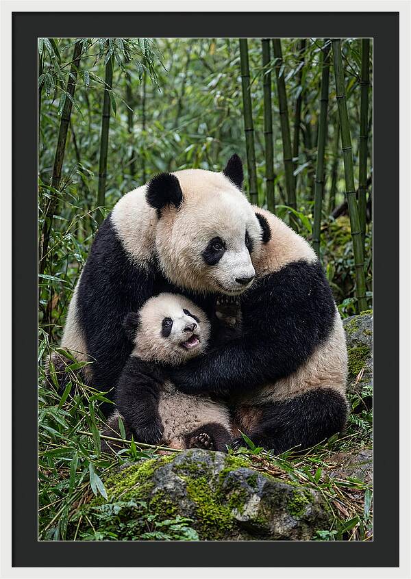 Mother Panda Embracing Cub