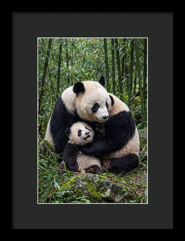Mother Panda Embracing Cub