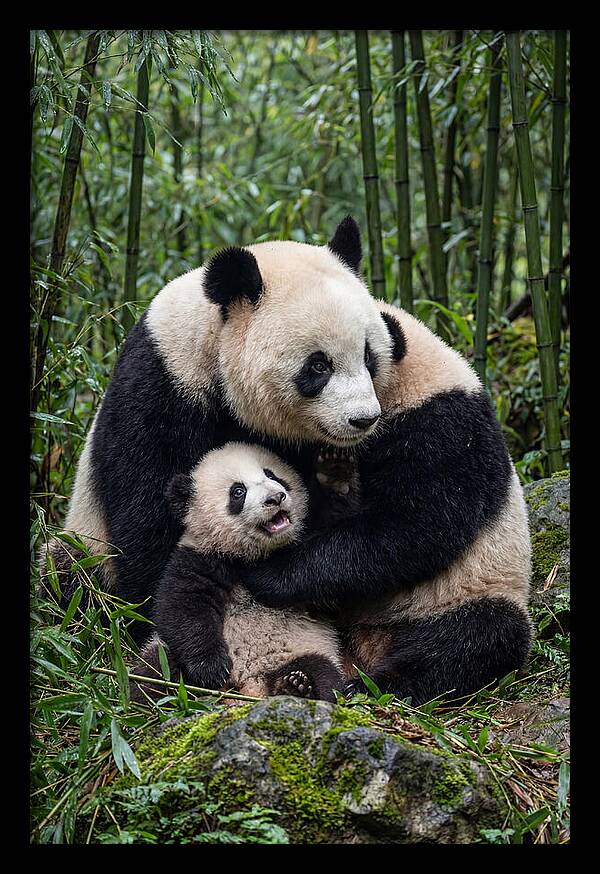Mother Panda Embracing Cub