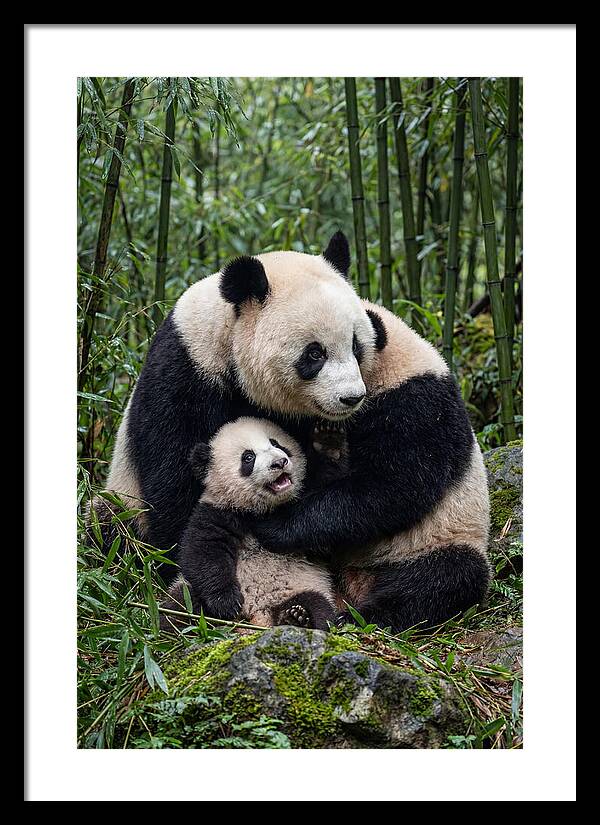 Mother Panda Embracing Cub