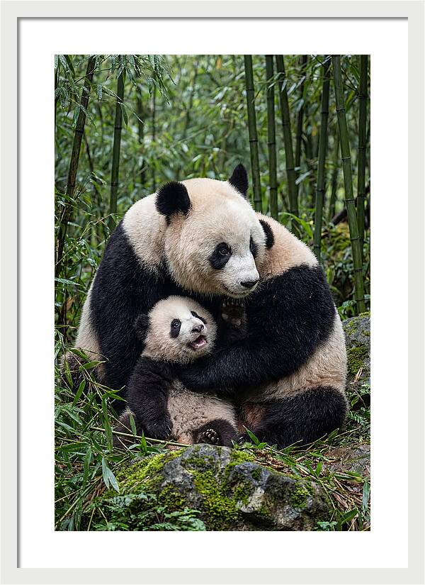 Mother Panda Embracing Cub