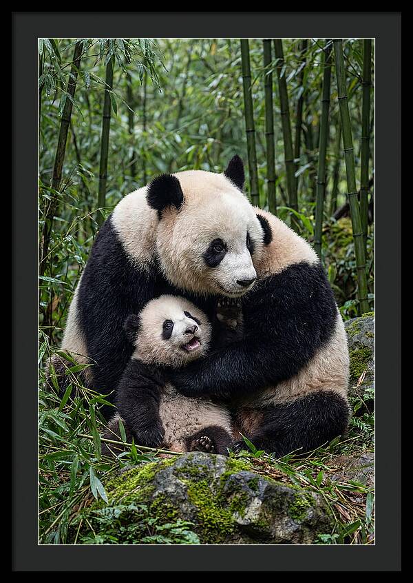 Mother Panda Embracing Cub