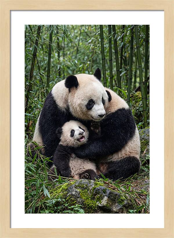 Mother Panda Embracing Cub