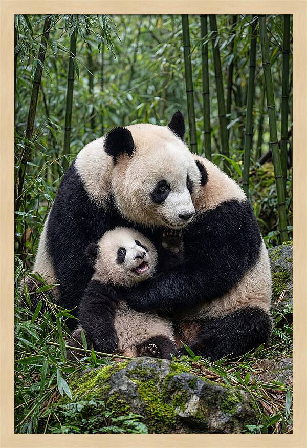 Mother Panda Embracing Cub