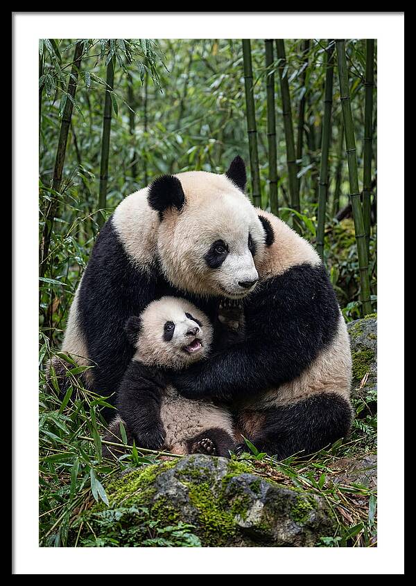 Mother Panda Embracing Cub