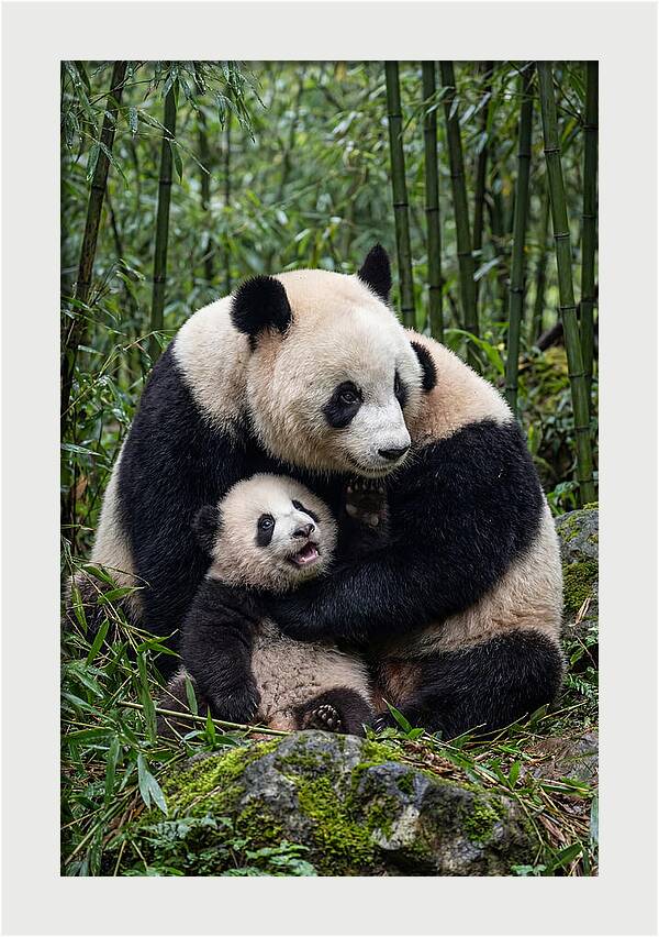 Mother Panda Embracing Cub