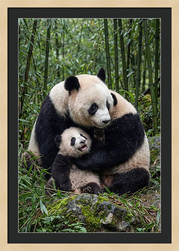 Mother Panda Embracing Cub