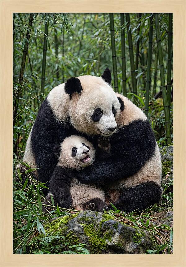 Mother Panda Embracing Cub