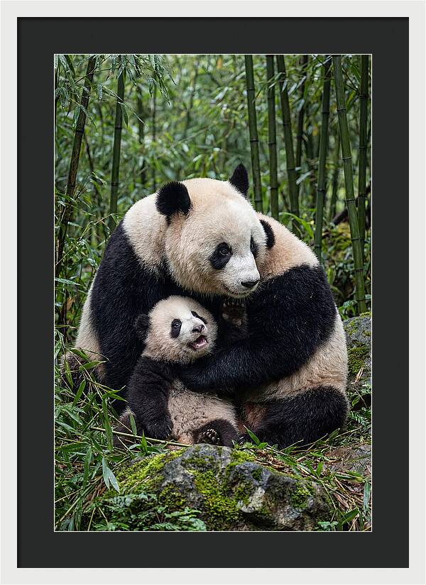 Mother Panda Embracing Cub