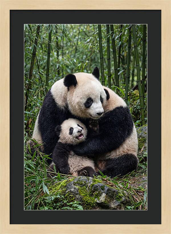 Mother Panda Embracing Cub