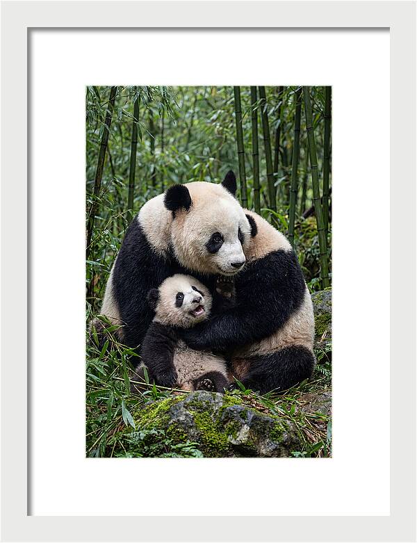 Mother Panda Embracing Cub