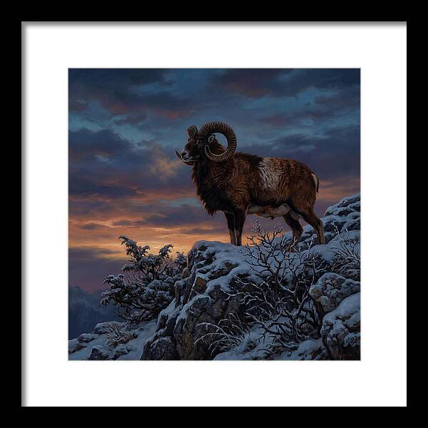 Mouflon Standing Majestically