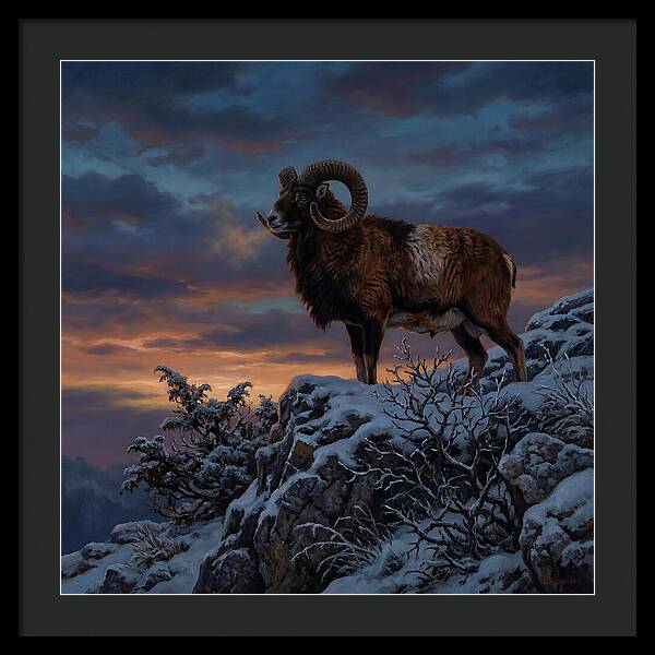 Mouflon Standing Majestically