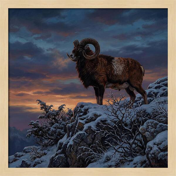 Mouflon Standing Majestically