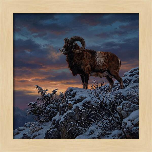 Mouflon Standing Majestically