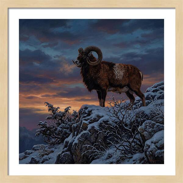 Mouflon Standing Majestically