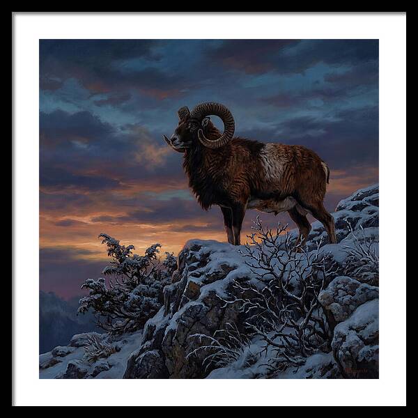 Mouflon Standing Majestically