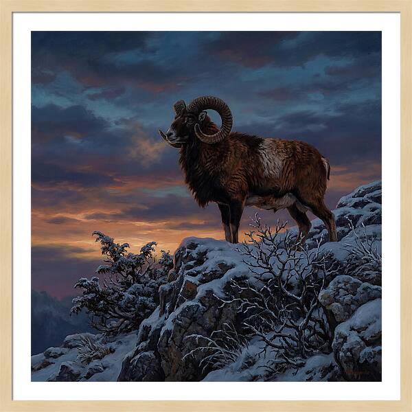 Mouflon Standing Majestically