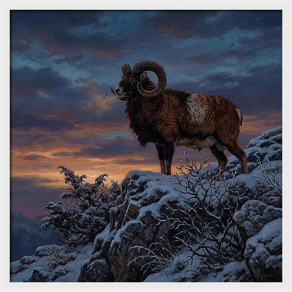Mouflon Standing Majestically