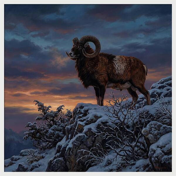 Mouflon Standing Majestically