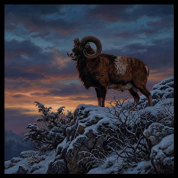Mouflon Standing Majestically