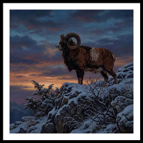 Mouflon Standing Majestically