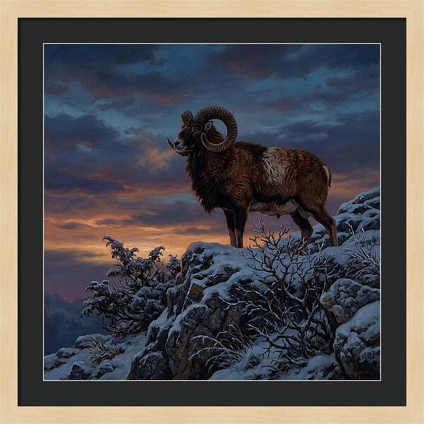Mouflon Standing Majestically