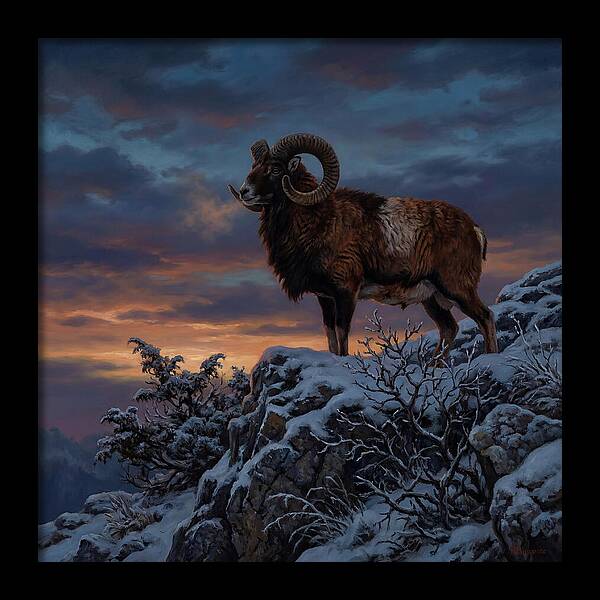Mouflon Standing Majestically
