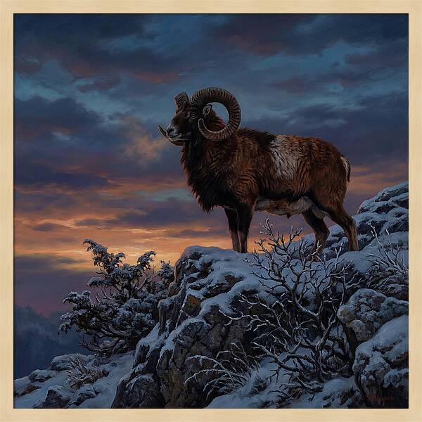 Mouflon Standing Majestically