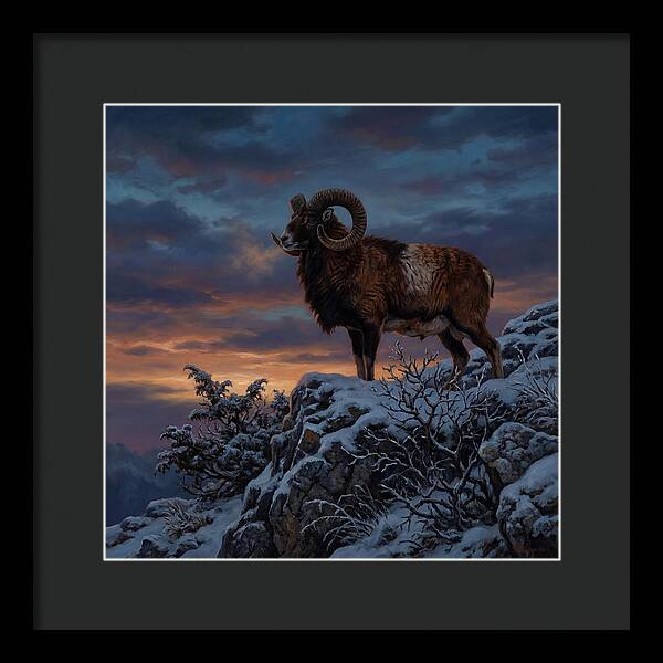 Mouflon Standing Majestically