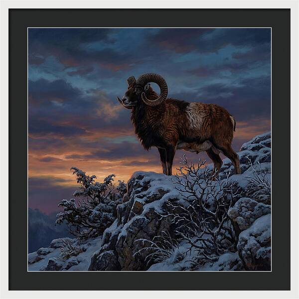 Mouflon Standing Majestically