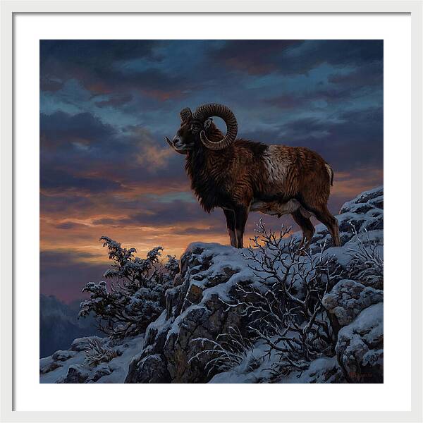 Mouflon Standing Majestically