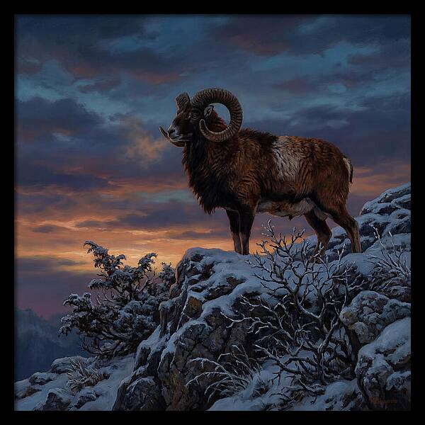 Mouflon Standing Majestically