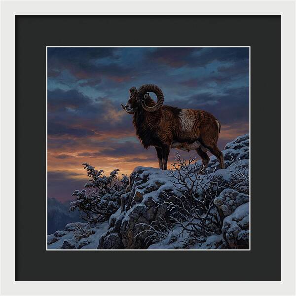 Mouflon Standing Majestically
